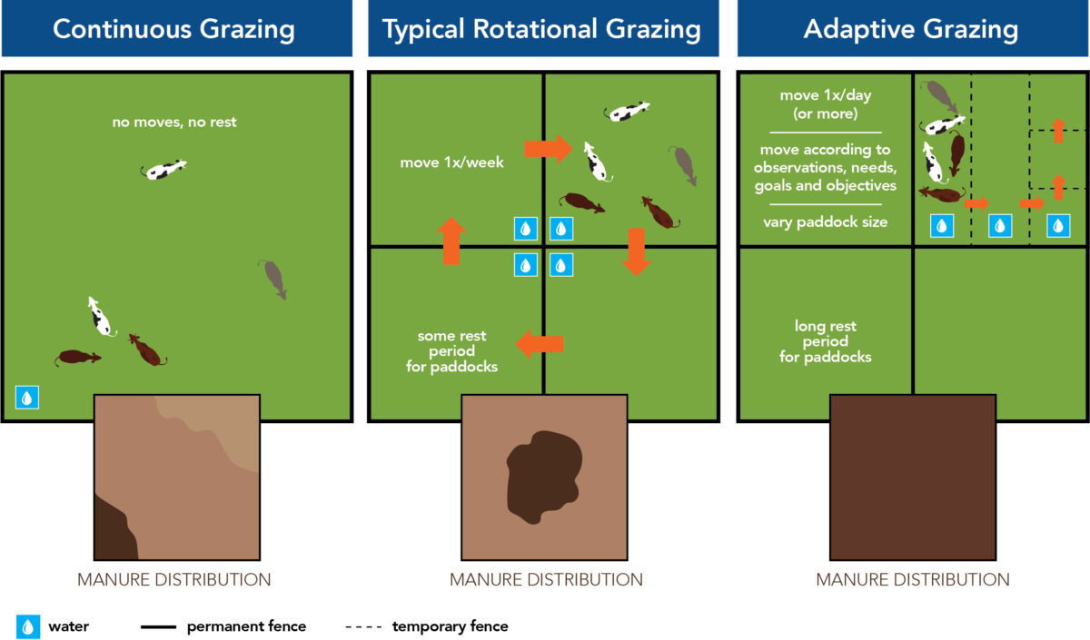 Bron Pasture Project. Adaptive grazing= Bron; Pasture Project. Adaptive grazing=Regeneratieve begrazing
